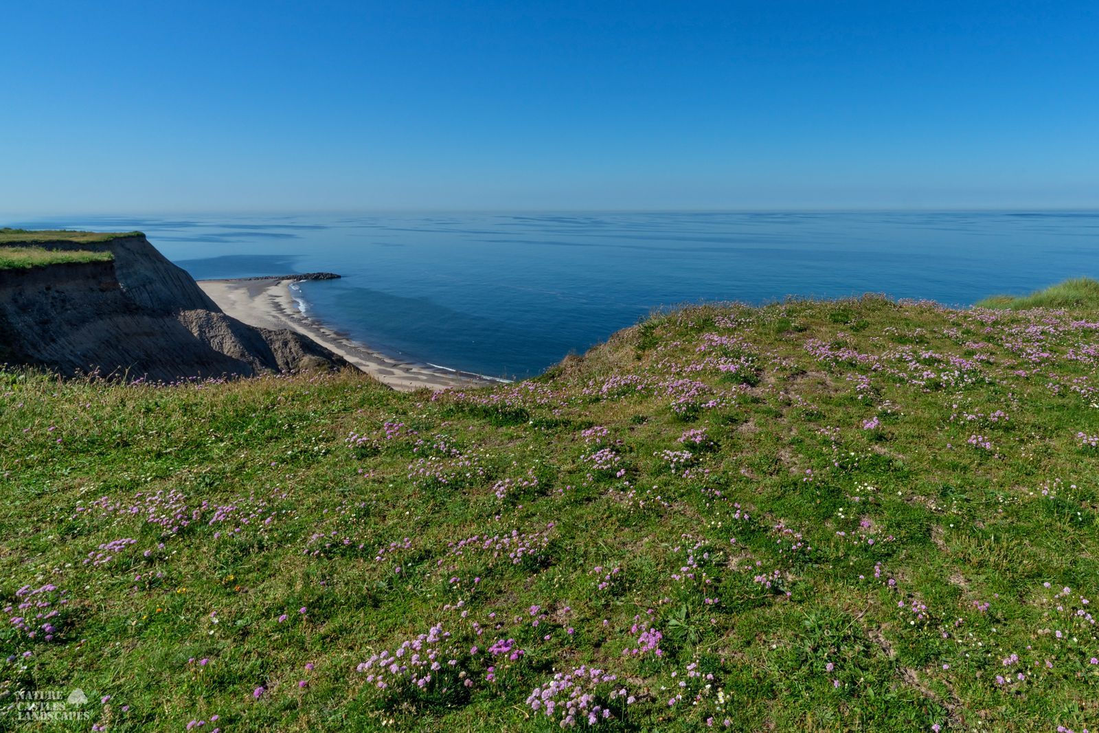 Danish North Sea coast blooming flowers on the cliffs