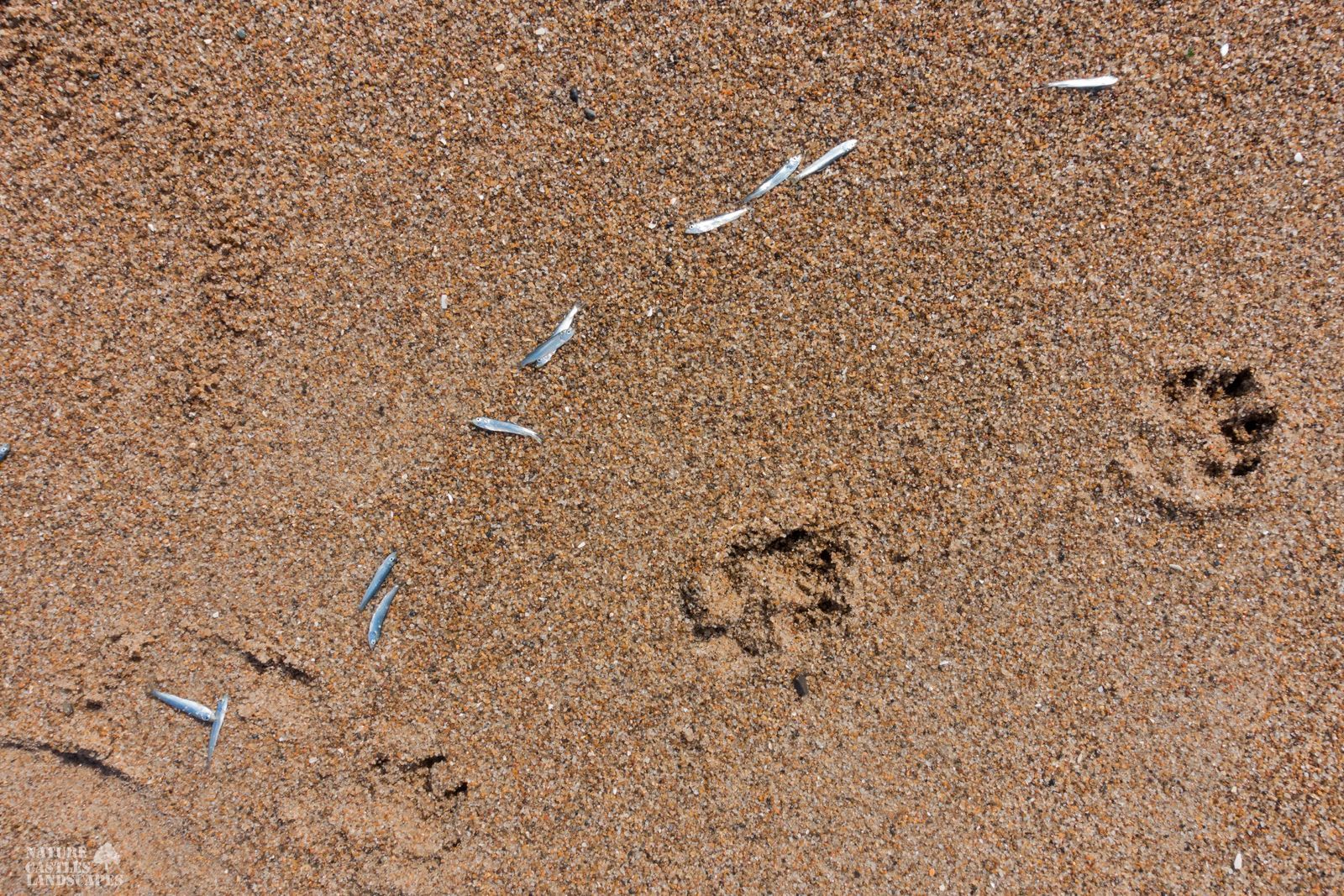 jetsam and flotsam on the Danish North Sea coast traces and herrings