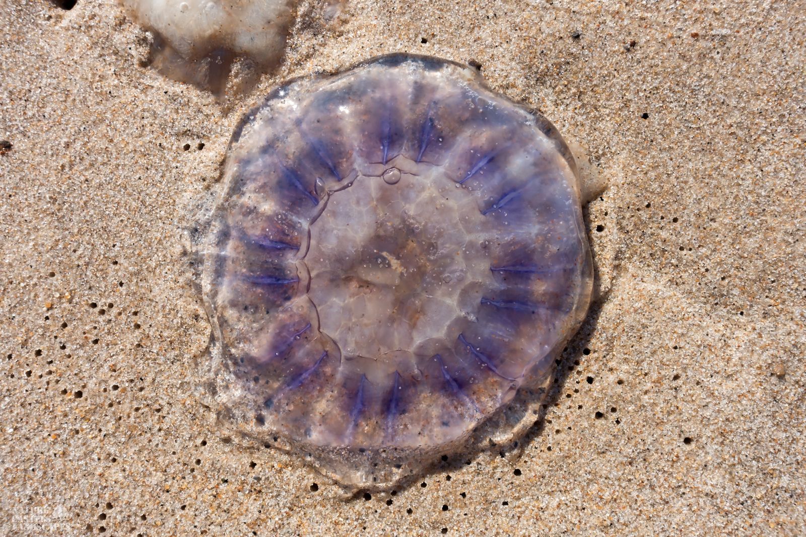 jetsam and flotsam on the Danish North Sea coast colorful jellyfish at tne beach