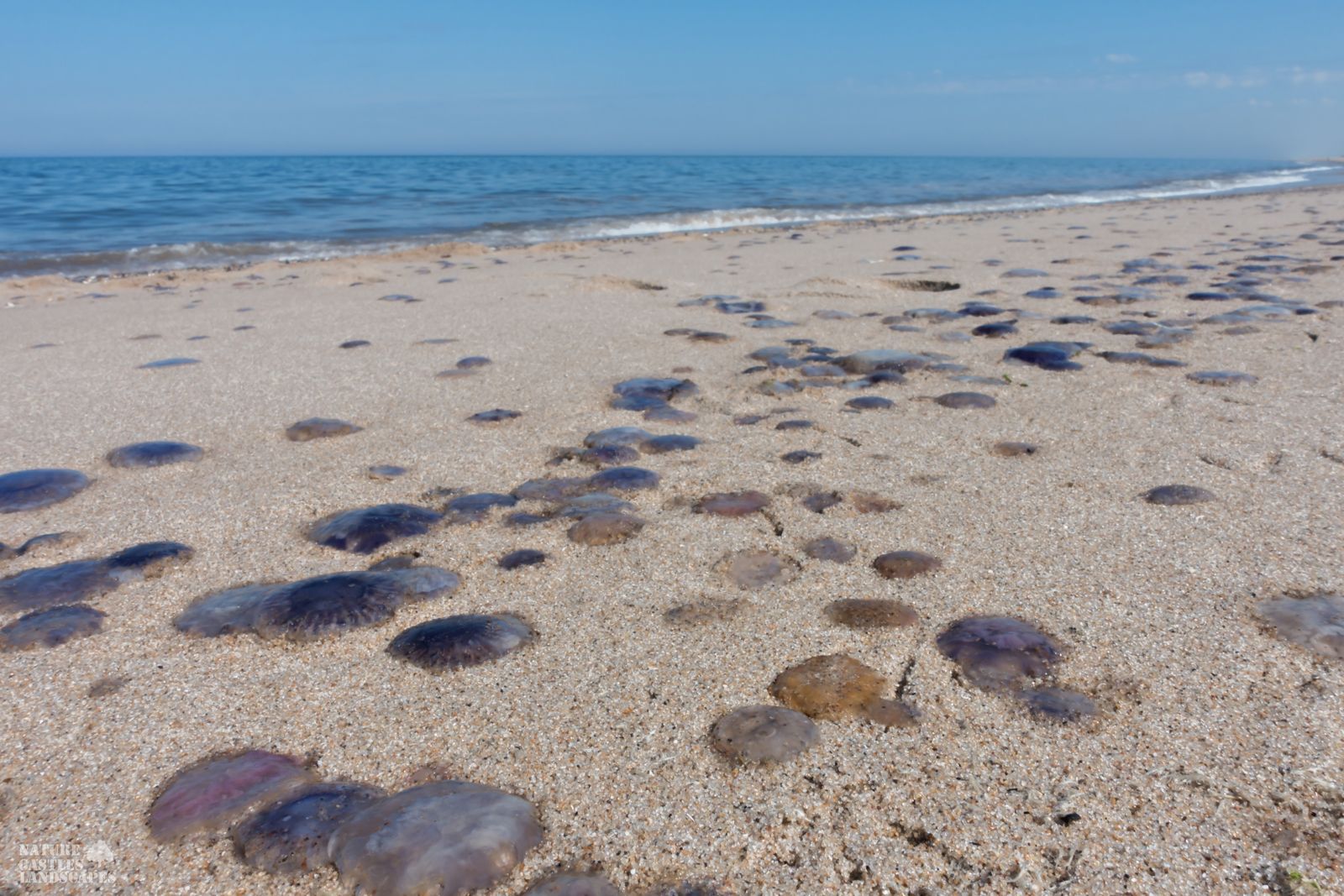 jetsam and flotsam on the Danish North Sea coast many jellyfish on the beach
