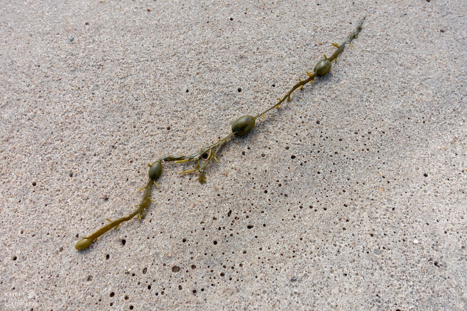 jetsam and flotsam on the Danish North Sea coast green seaweed with bubbles