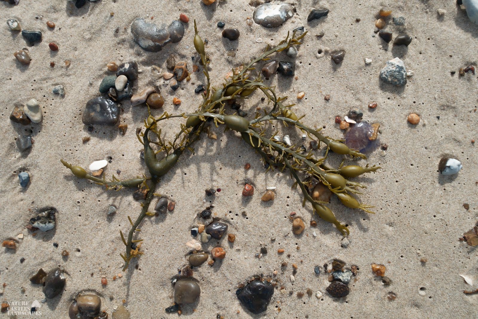jetsam and flotsam on the Danish North Sea coast washed up seaweed