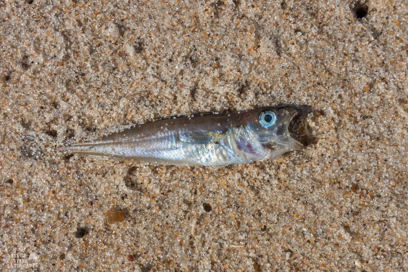 jetsam and flotsam on the Danish North Sea coast washed up herring