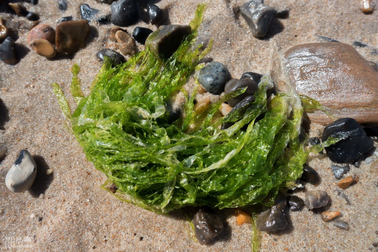 jetsam and flotsam on the Danish North Sea coast green seaweed