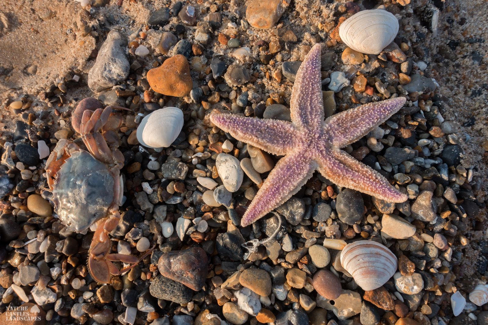 jetsam and flotsam on the Danish North Sea coaststarfish and a crab