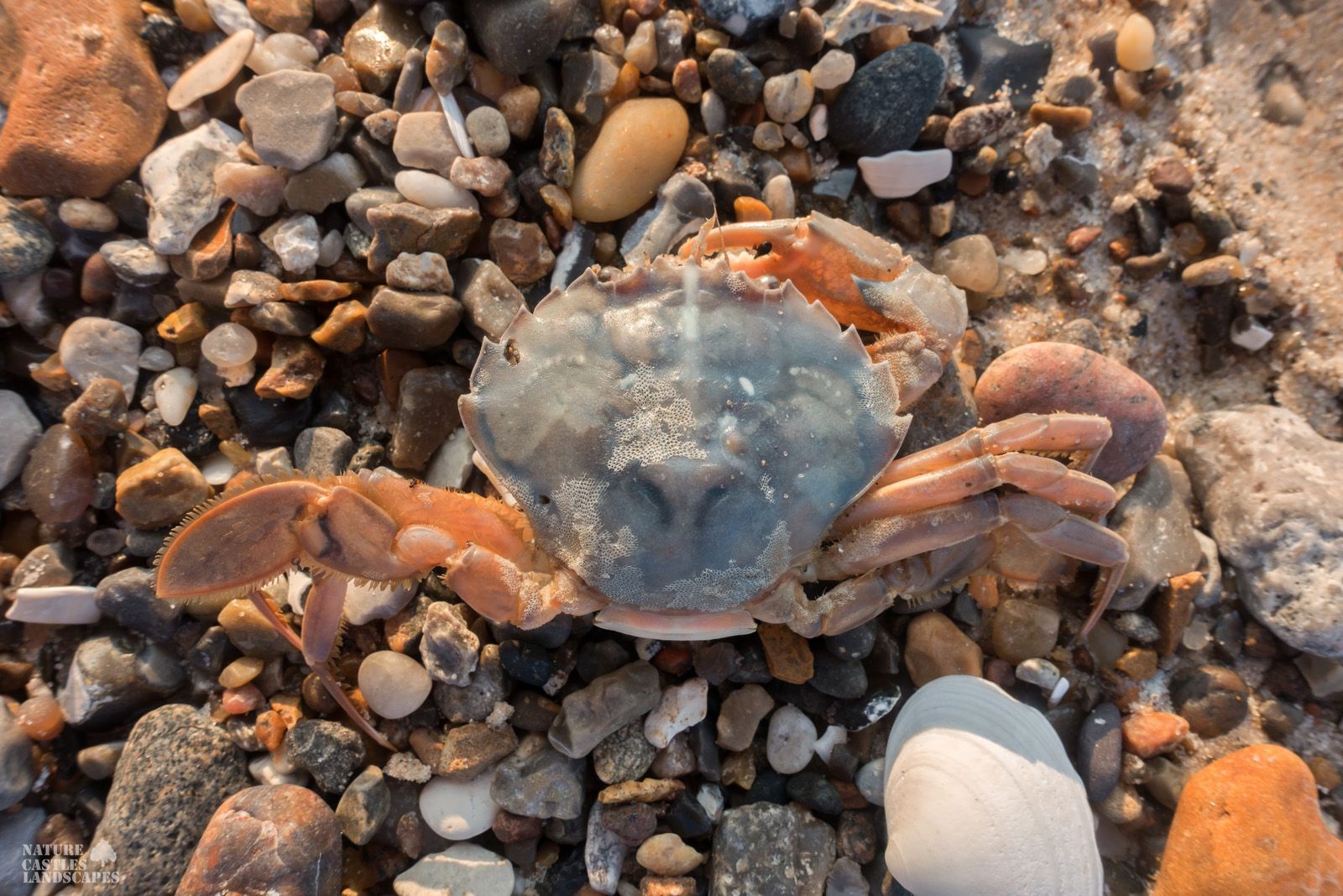 jetsam and flotsam on the Danish North Sea coast a dead crab at the beach
