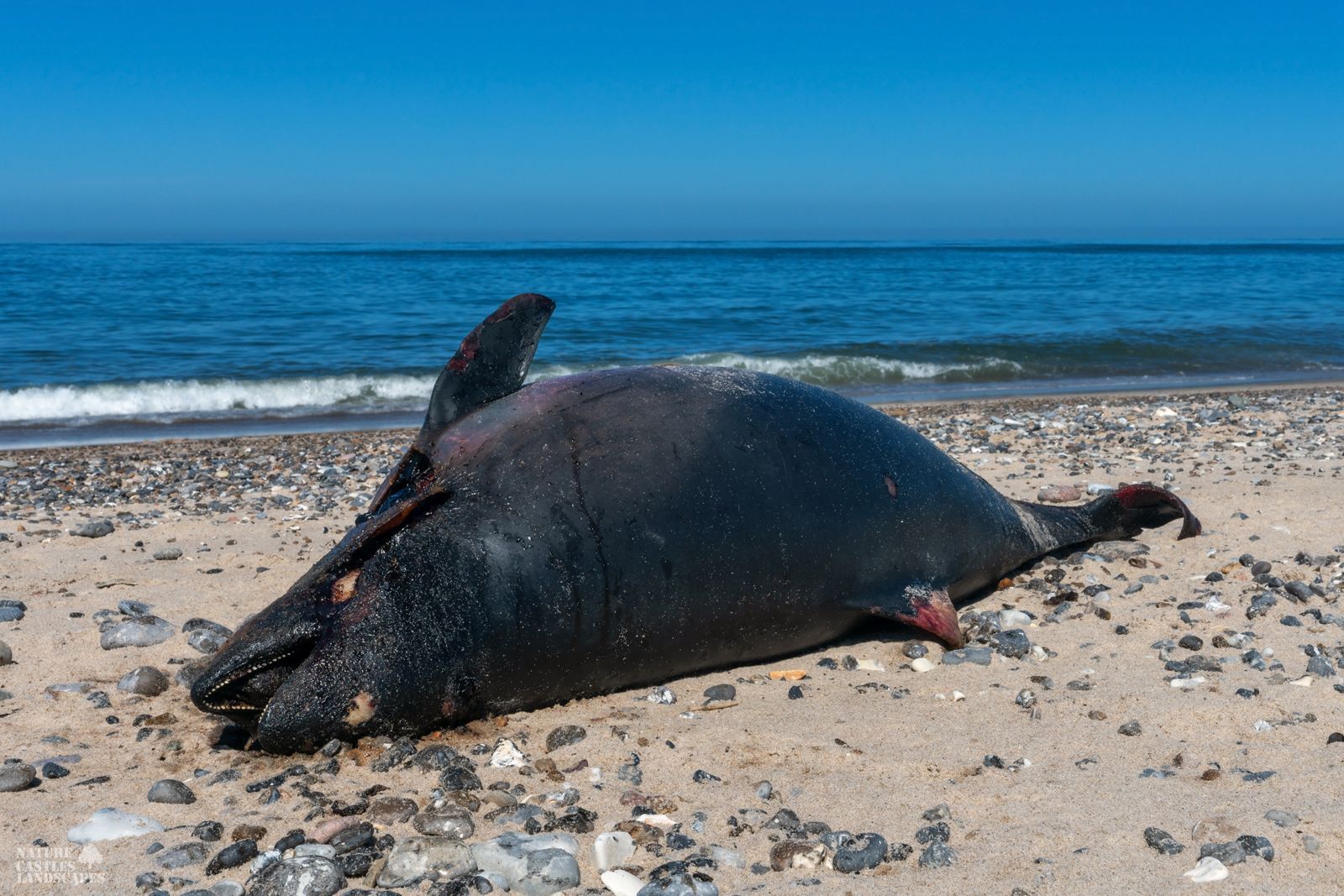 jetsam and flotsam on the Danish North Sea coast a dead whale