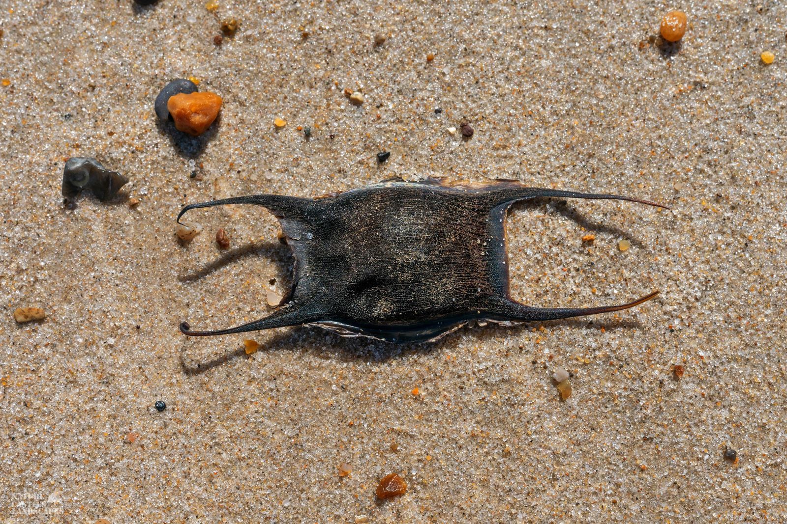 jetsam and flotsam on the Danish North Sea coast ray egg shell