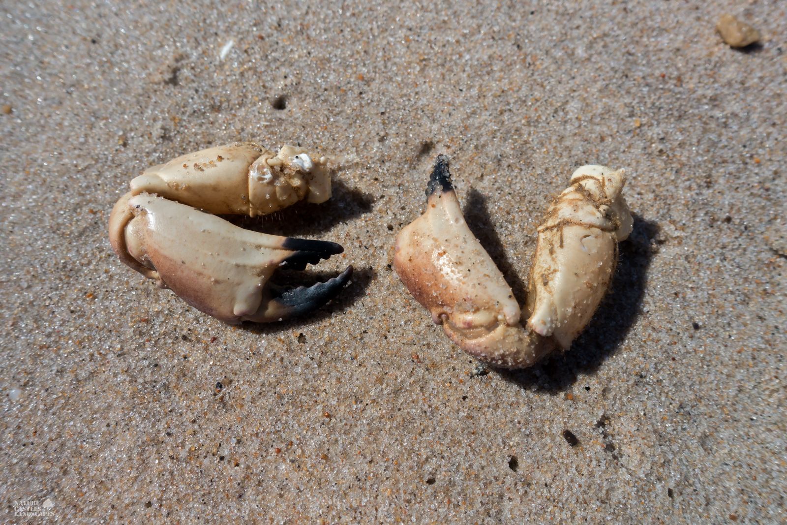 jetsam and flotsam on the Danish North Sea coast parts of a crab