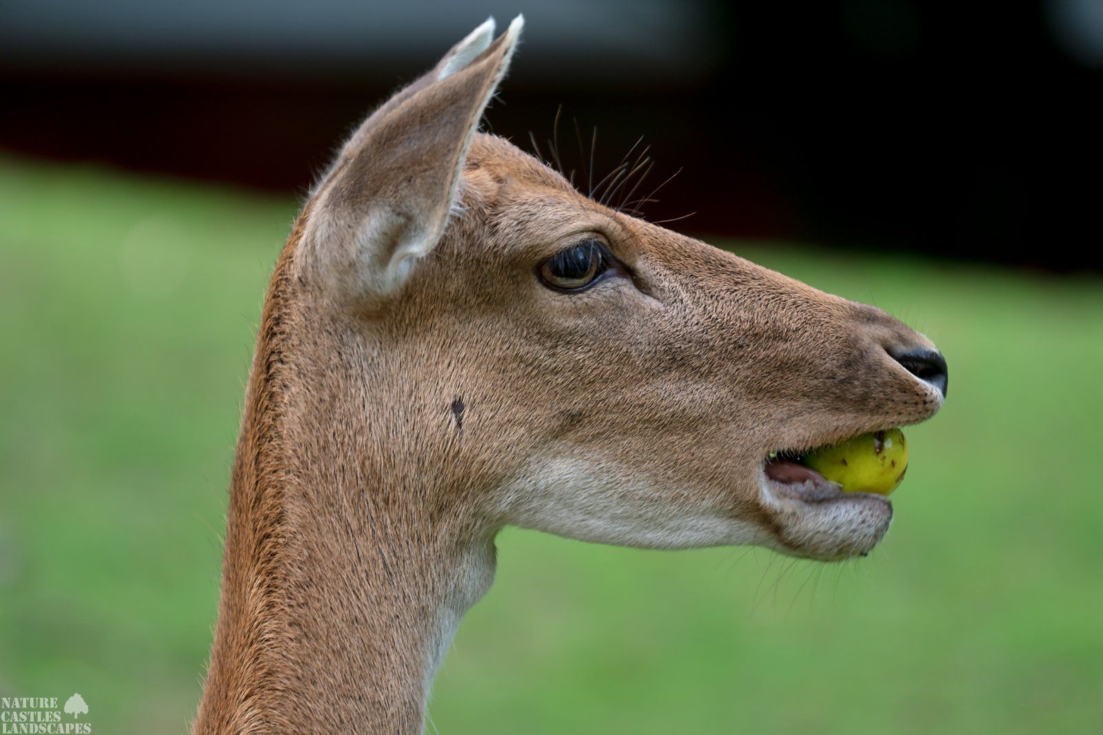 Dama dama picture of a Fallow deer with apple