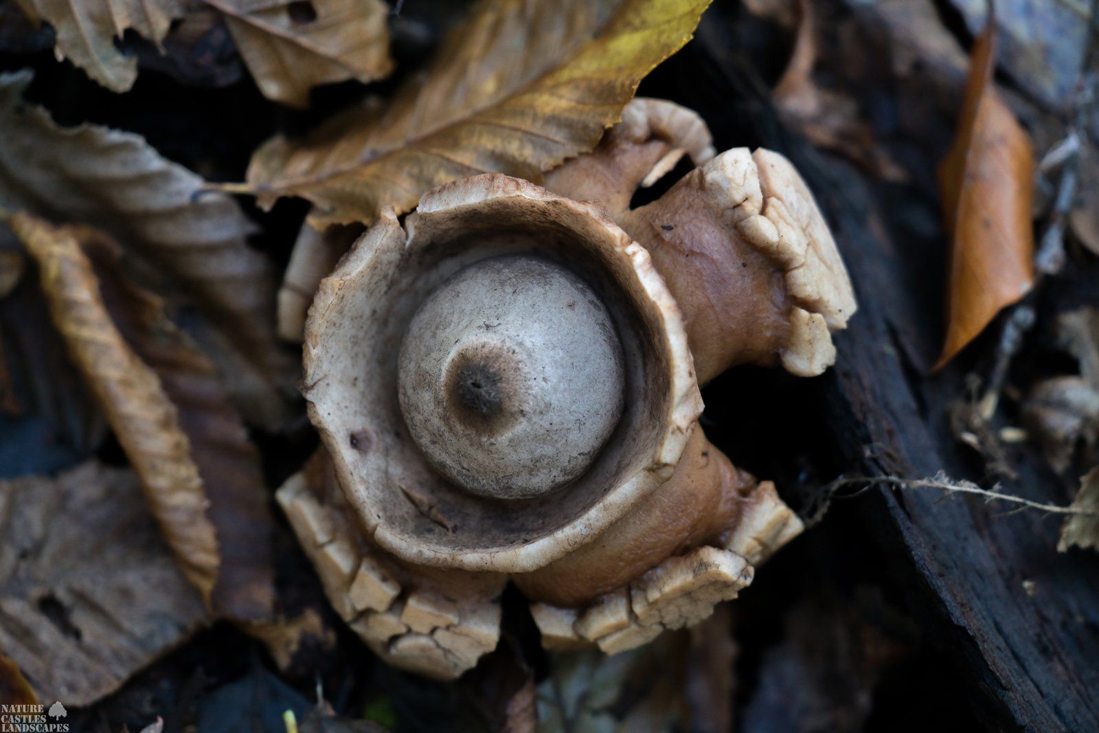 Halskrausen Erdstern von oben
