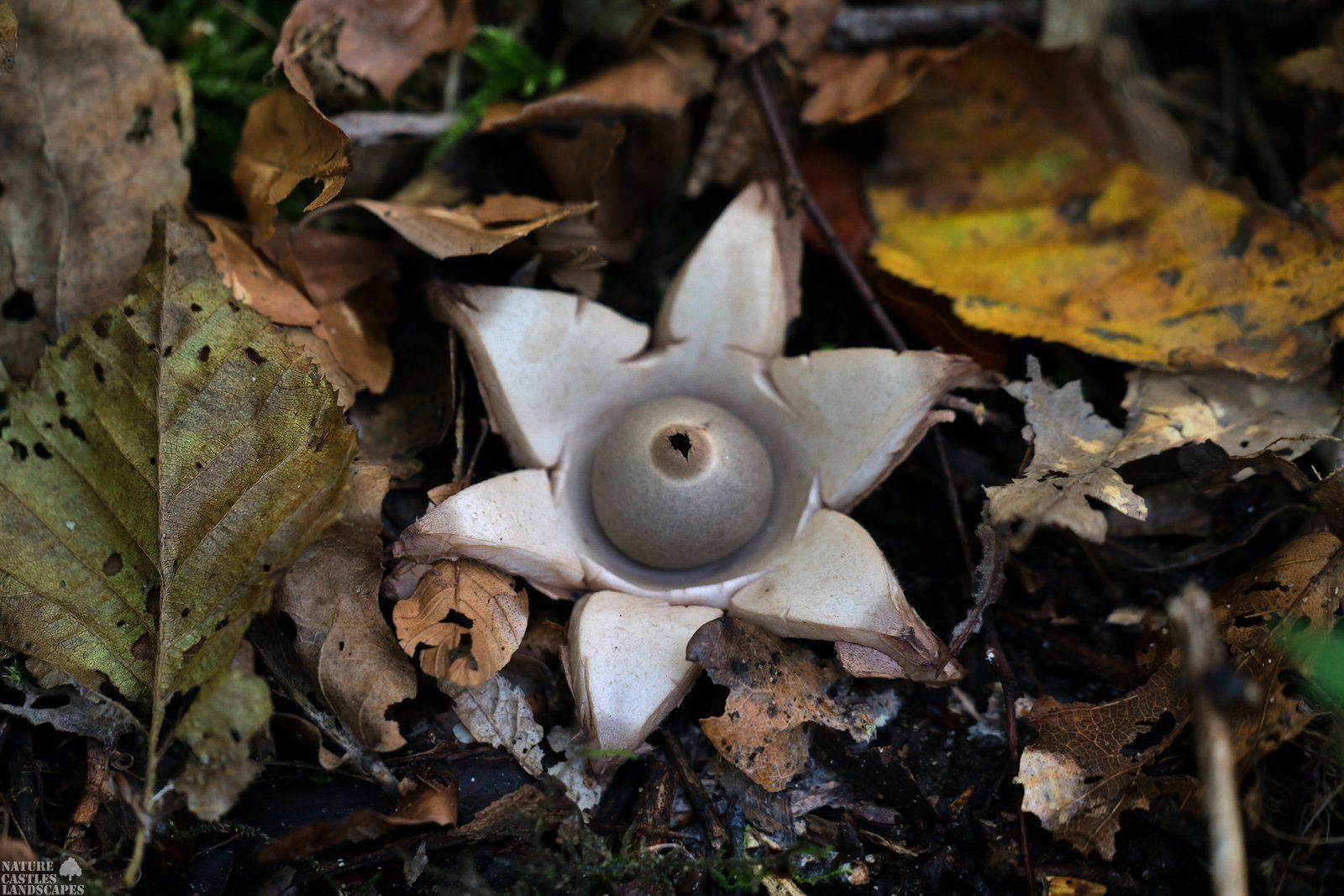 Erdstern zwischen Herbstlaub