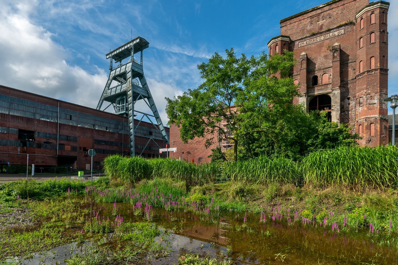 wildblumen in einem teich vor der zeche ewald