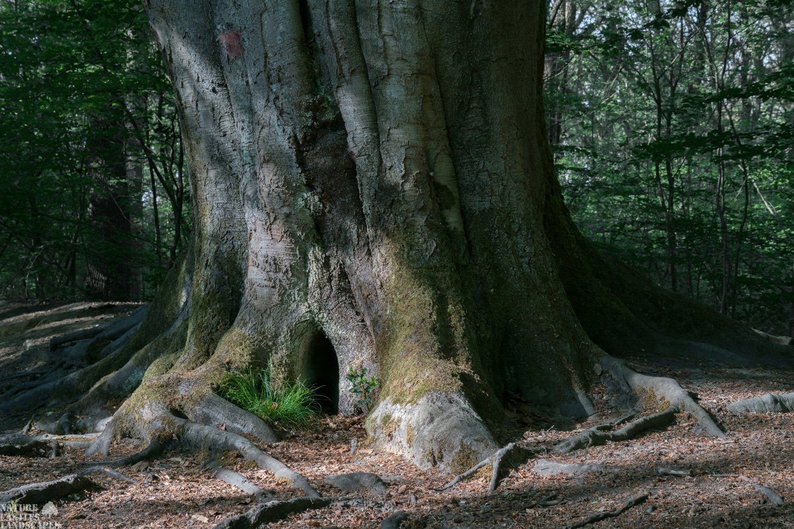 mystic forest tree with door