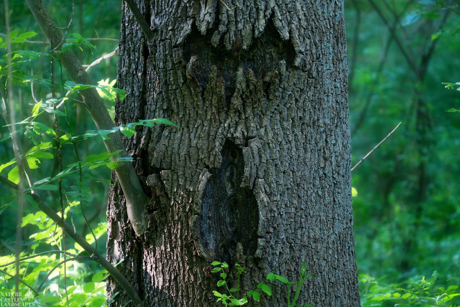 mystic forest angry tree