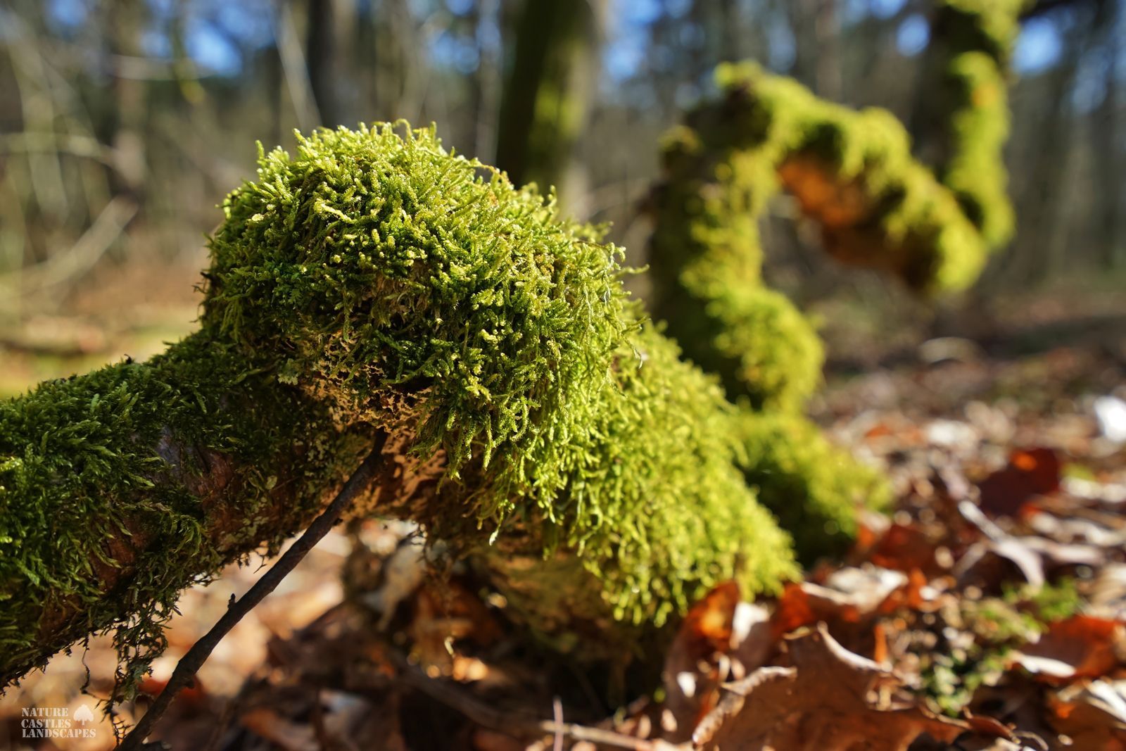 mystical green wooden snake