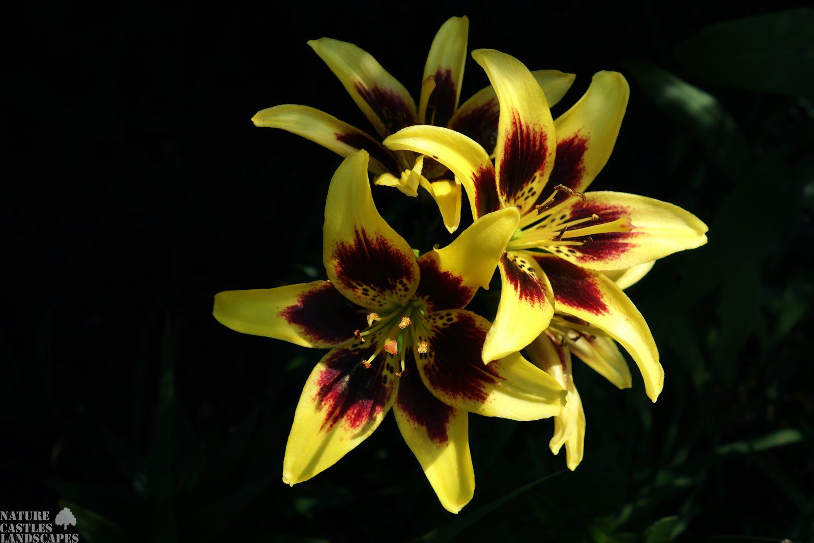 yellow asian lily