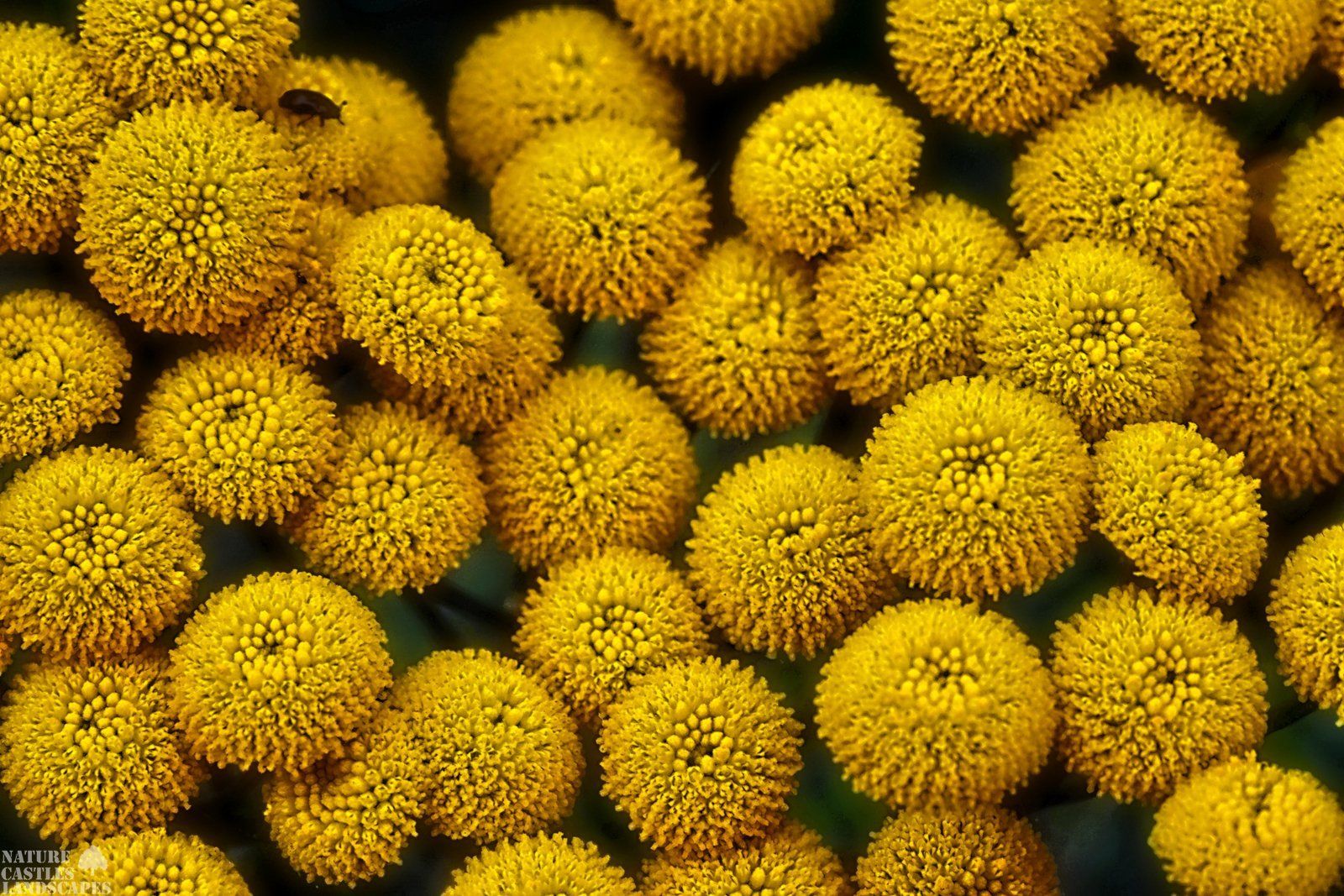 goldene schafsgarbe