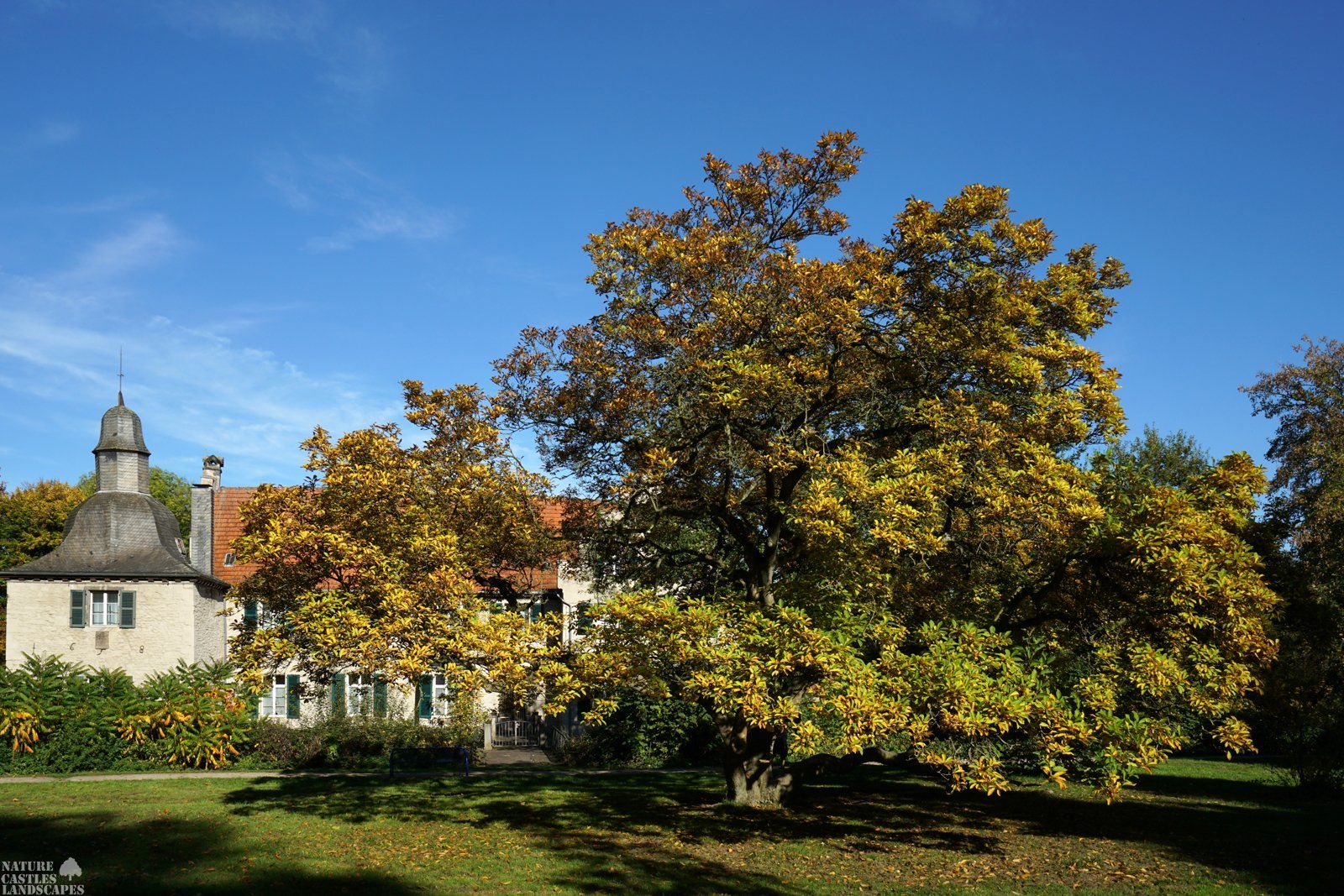 goldene magnolie