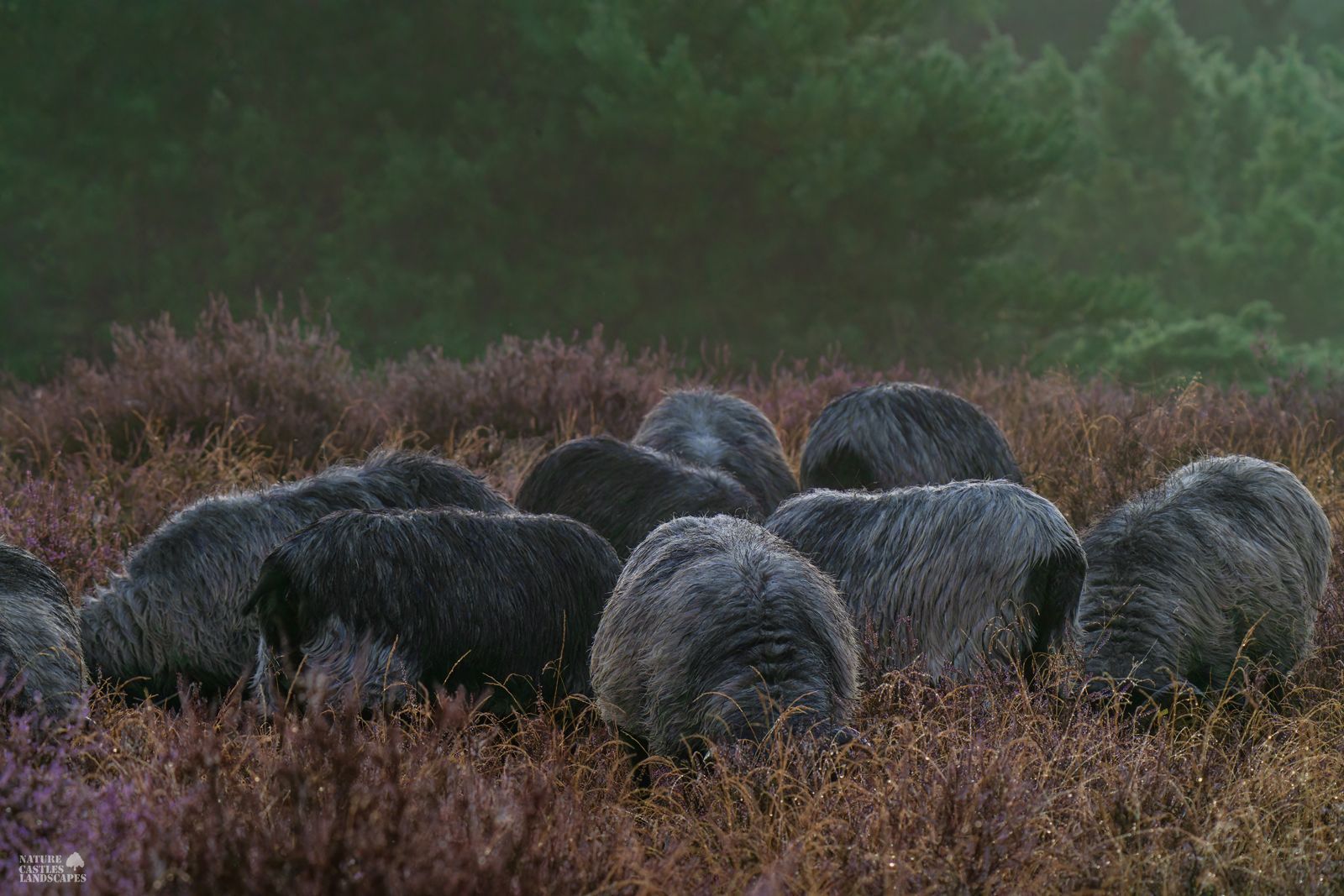 Heath sheep in the Westruper Heath stand close together on a cold morning