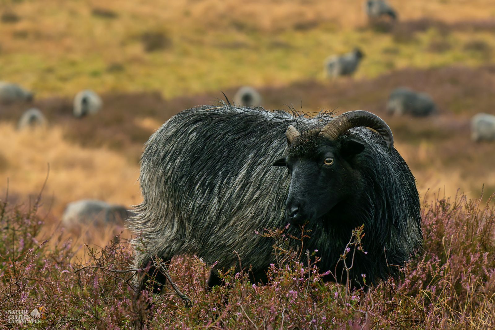 close up of a heath sheep in the westruper heide