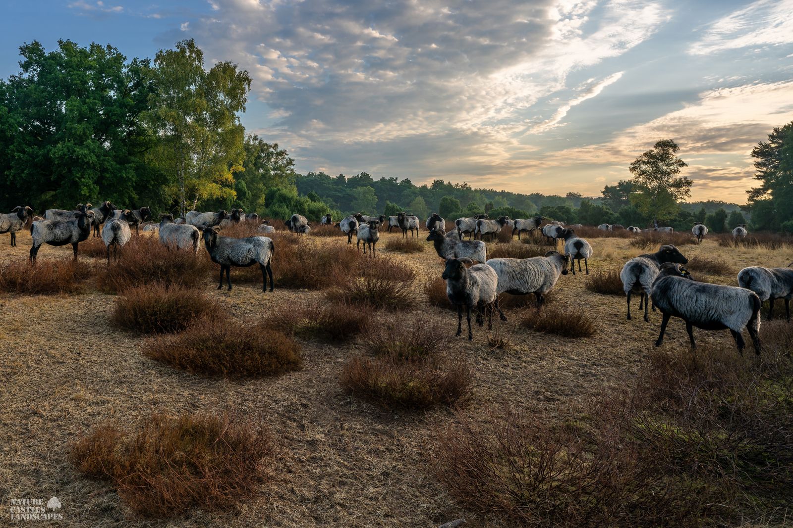 A flock of heidschnucken in the heath early in the morning in germany