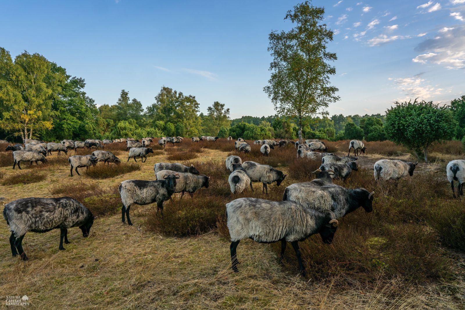 A flock of heidschnucken in the heath early in the sunny morning.