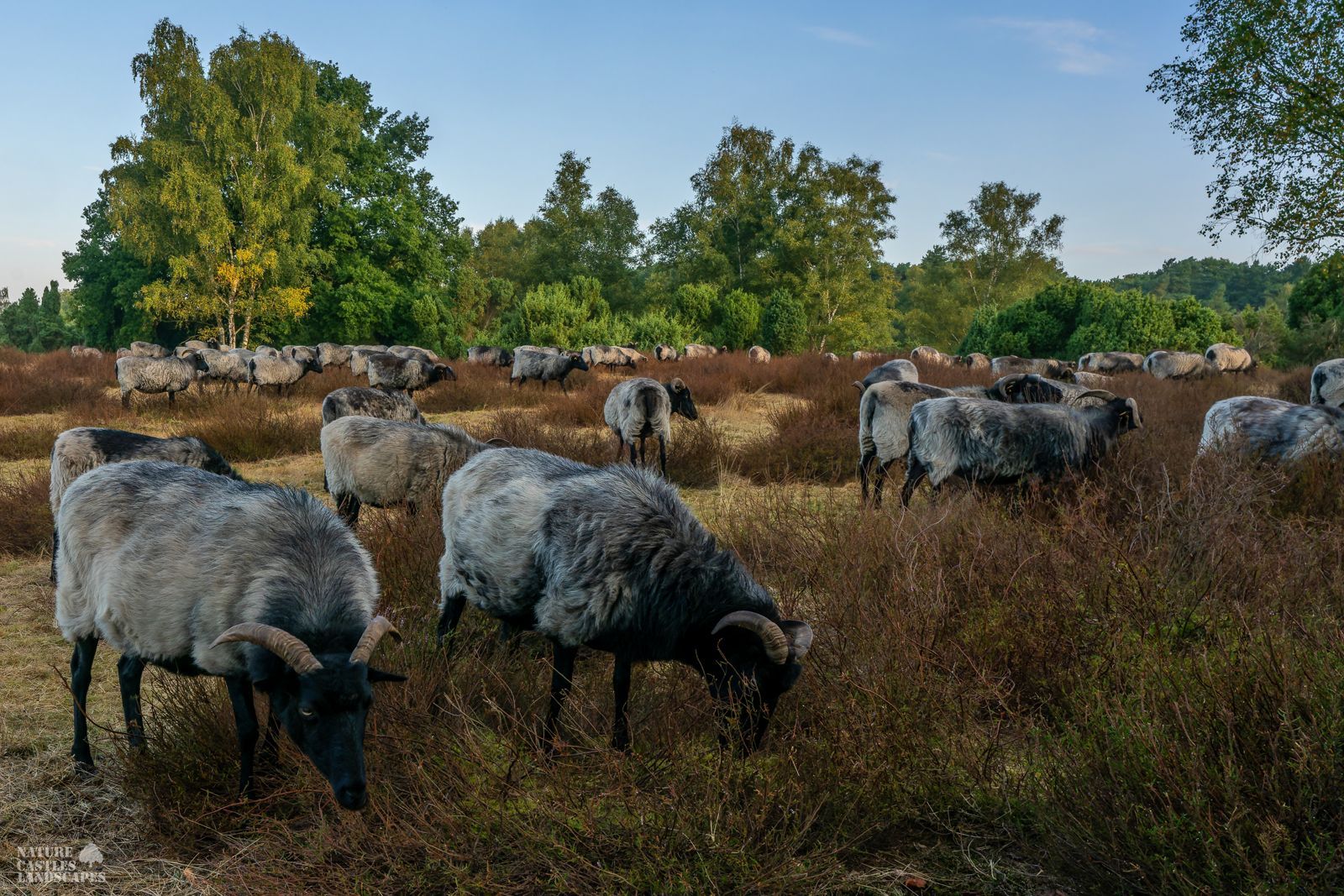 A flock of heidschnucken in the heath early in the morning at the westruper heide