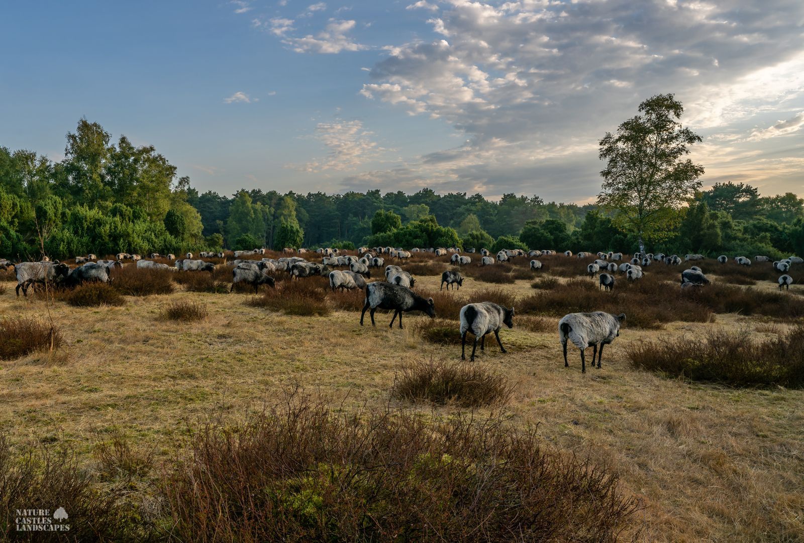 A flock of heidschnucken in the heath early in the morning.