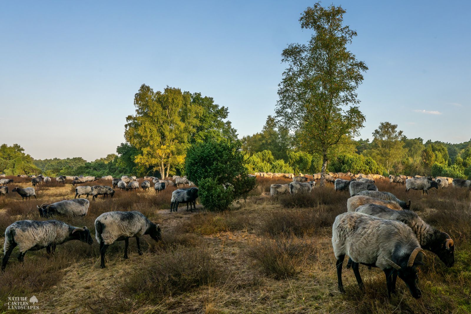 A flock of heath sheep in the heath early in the morning.
