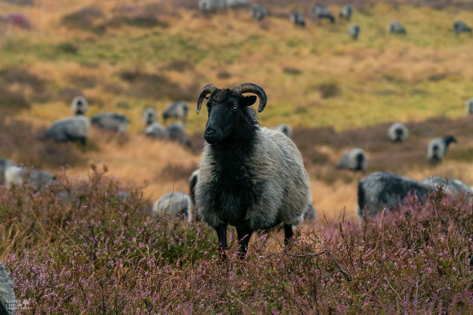 A heath sheep in the Westruper Heath keeps an eye on the surroundings.