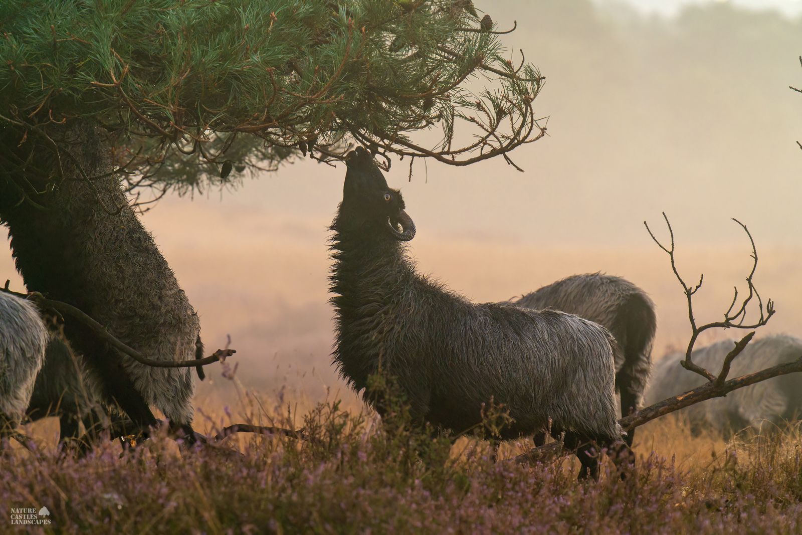 Heath sheep in the Westruper Heath eating shoots of a conifer