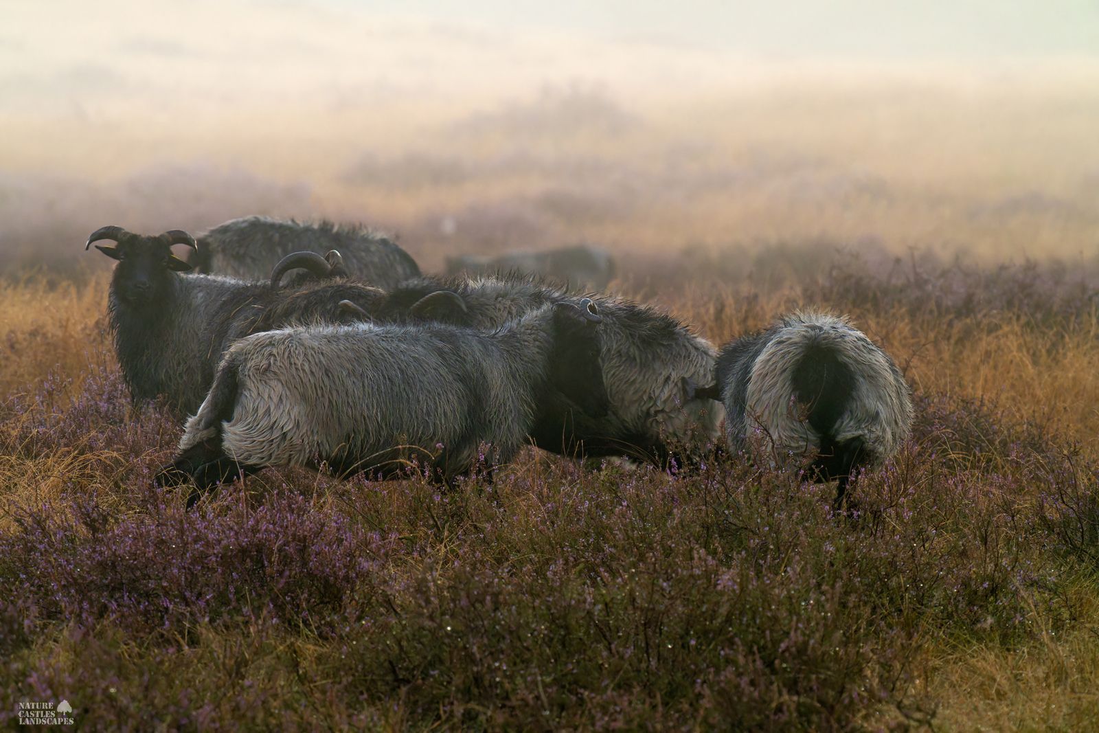 Heath sheep in the Westruper Heath stand close together on a foggy morning