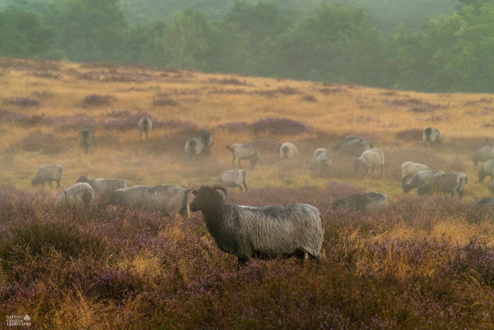A flock of heath sheep in the foggy Westruper heathland