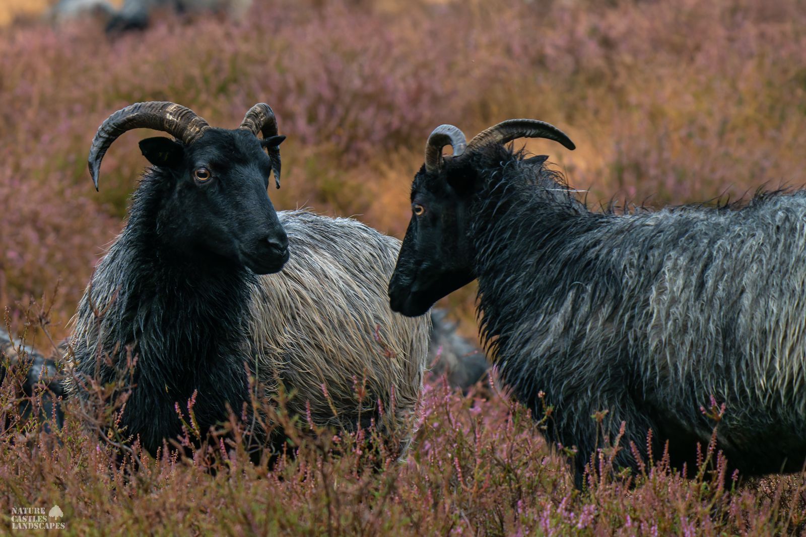 Closeup of two heath sheep looking into each others eyes