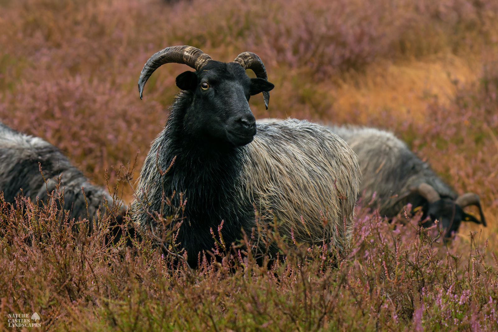 portrait of a heath sheep in the westruper heide at a sunny morning