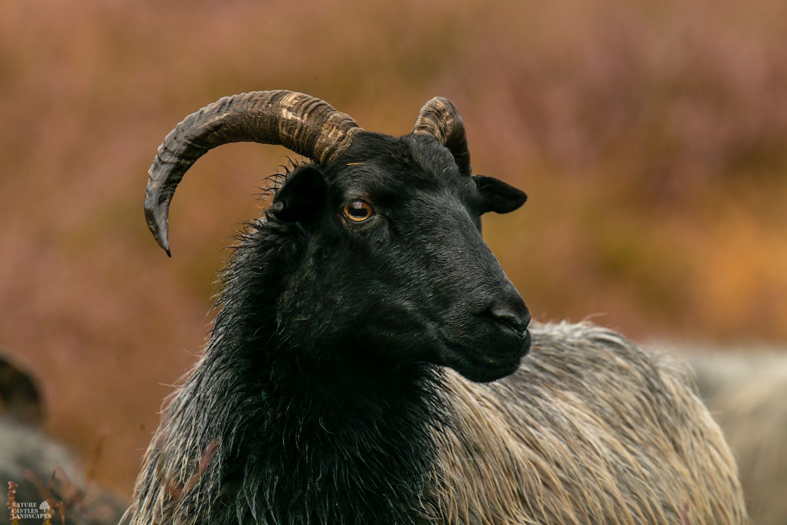 portrait of a heath sheep in the westruper heide