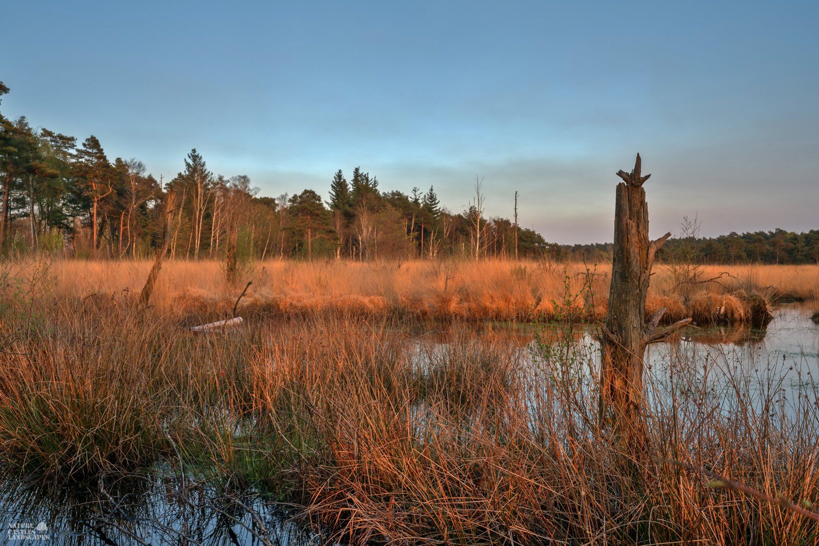 photo of a spring evening in the moor