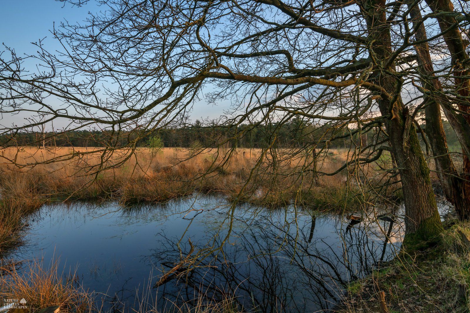 photo of a trees in the moor in germany