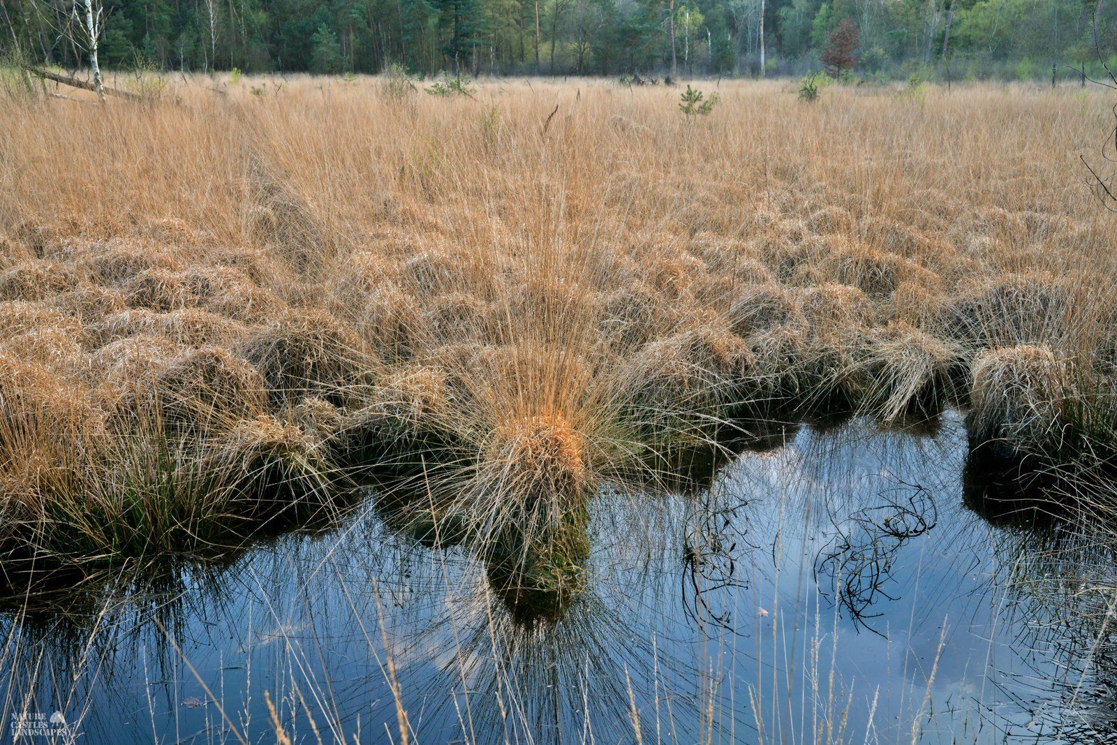 picture of moor gras in the highmoor