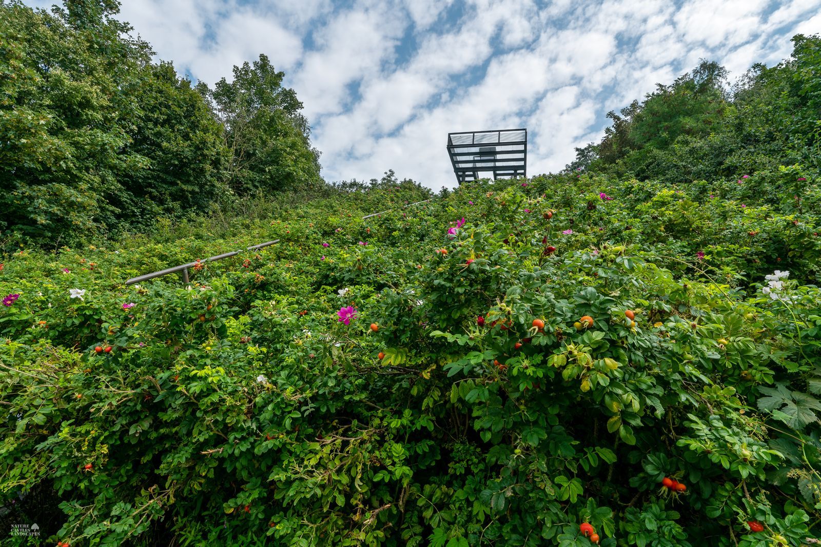Kartoffelrosen wuchern an der Treppe hinauf zur Halde Hoheward in Herten