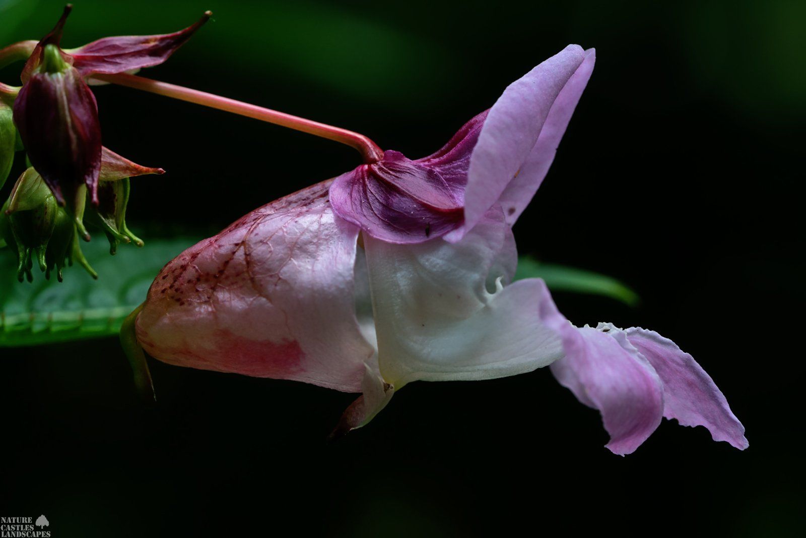 Impatiens glandulifera image of the glandular balsam
