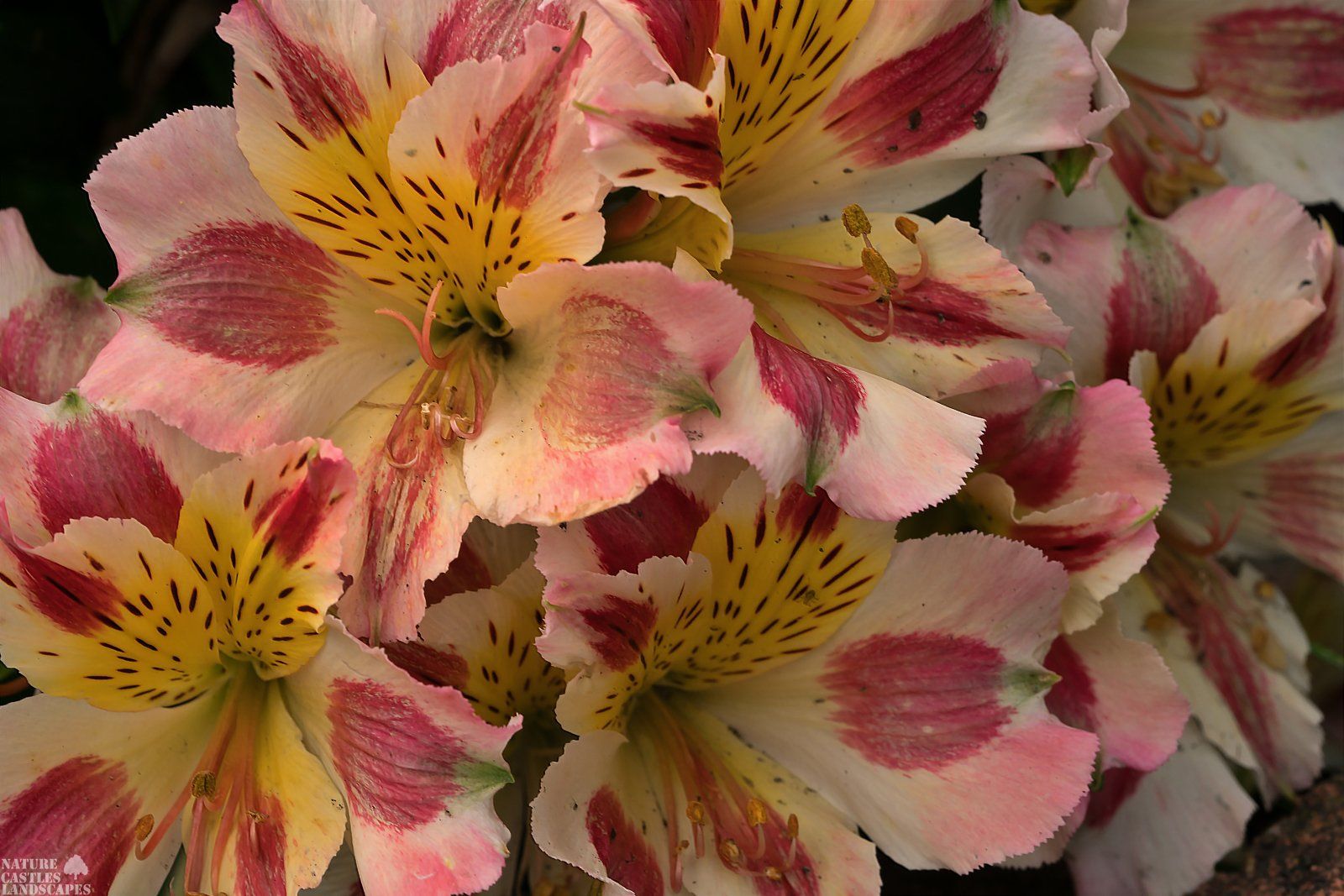 wunderbare inkalilien