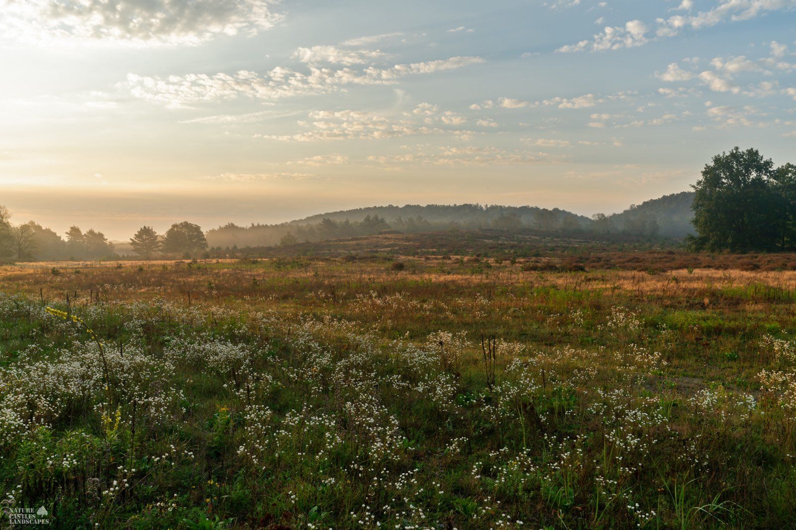 picture of a chamomile meadow at sunrise