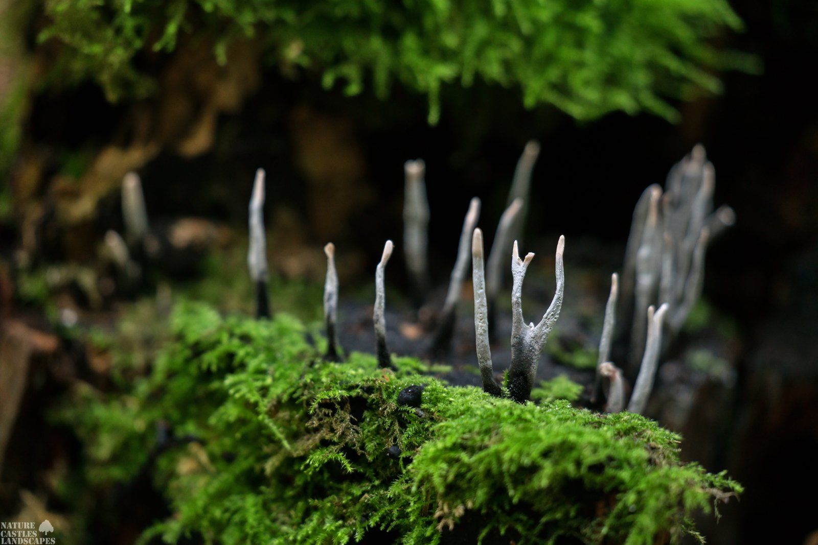 Clavaria auf einem Baumstamm