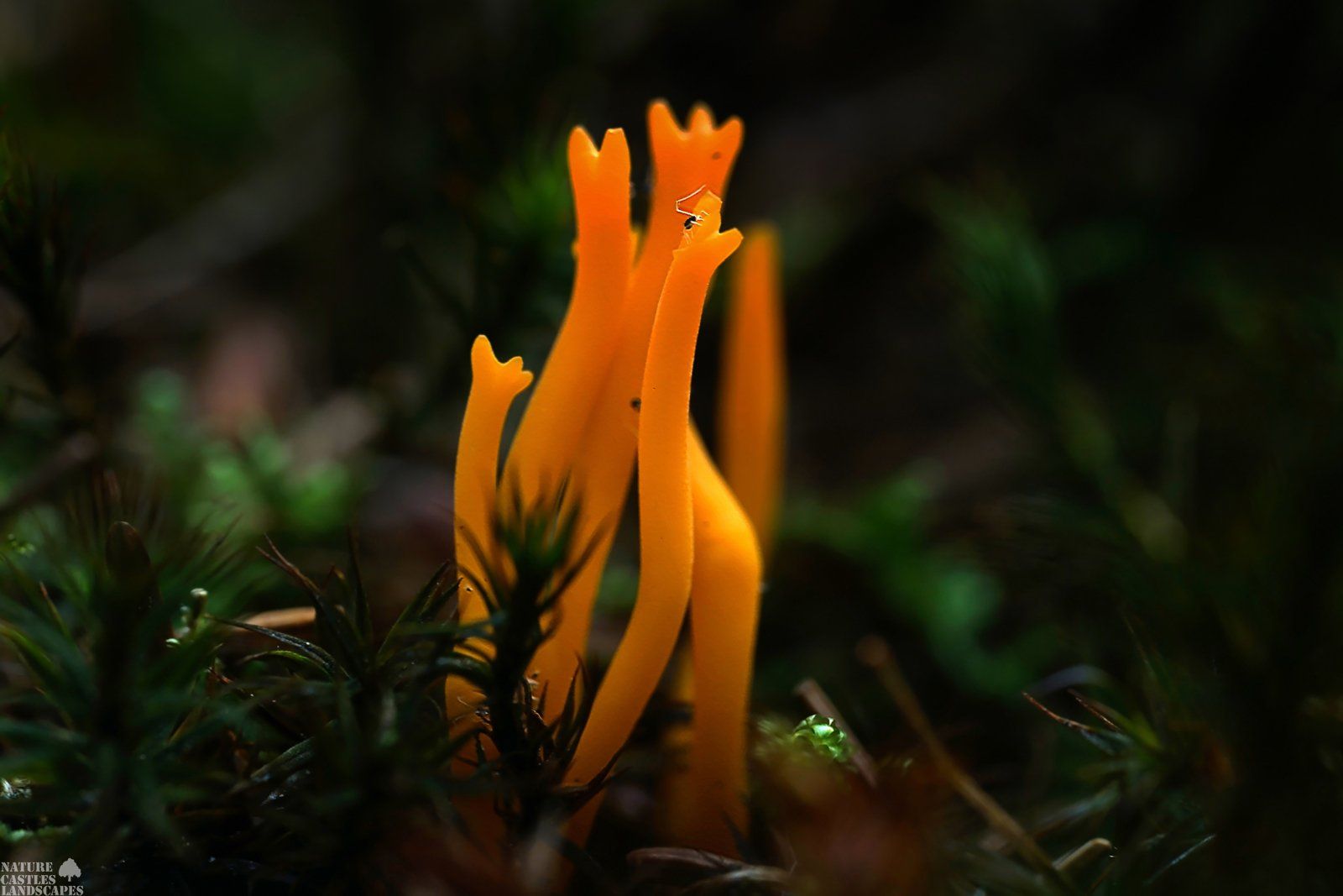 Clavaria spec like singing tenors