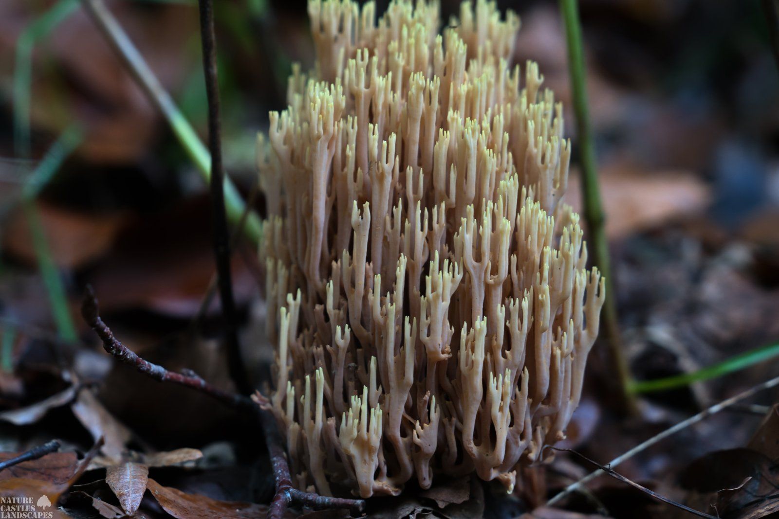 Ramaria spec. wie ein korallenstock
