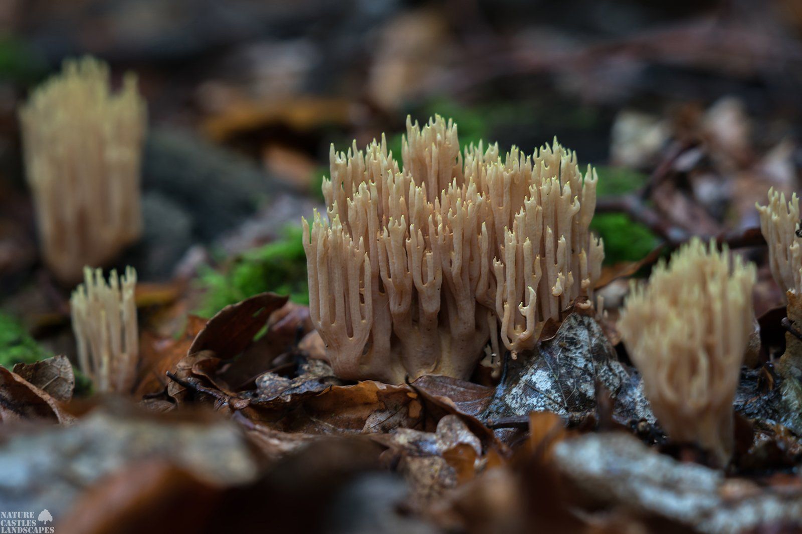 Ramaria spec., wie ein Korallenbank