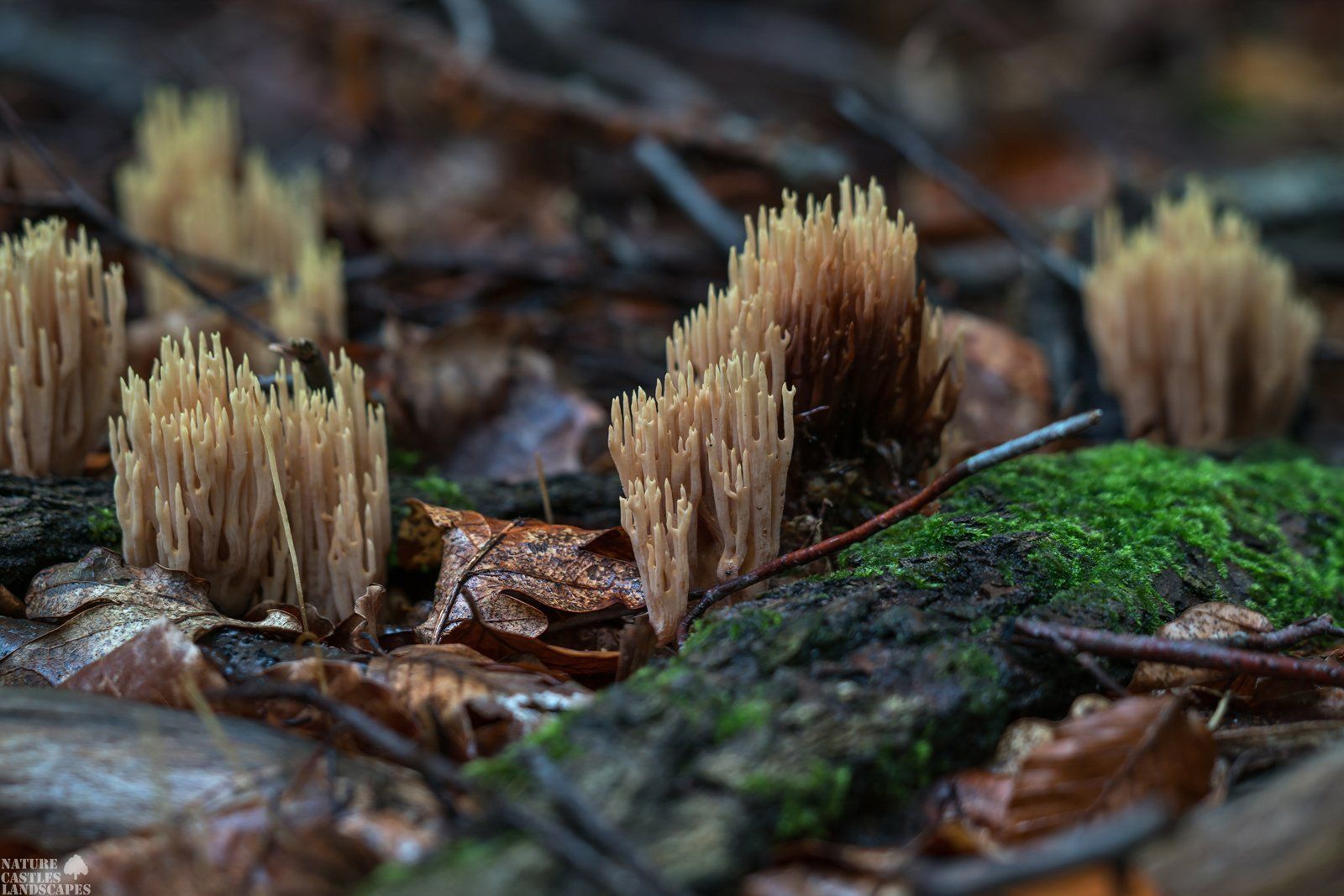 mushroom like a coral