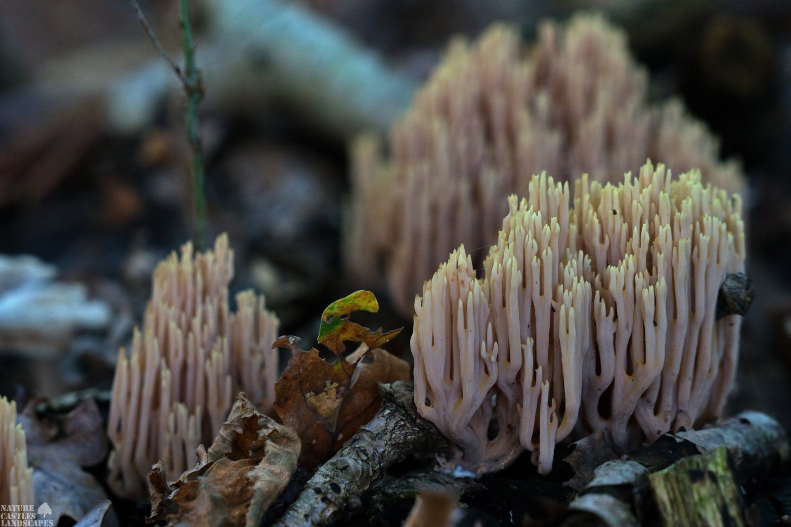 Gruppe von Ramaria spec.